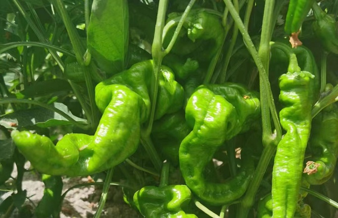 1683345181182061.jpg 谢谢酱9.jpg