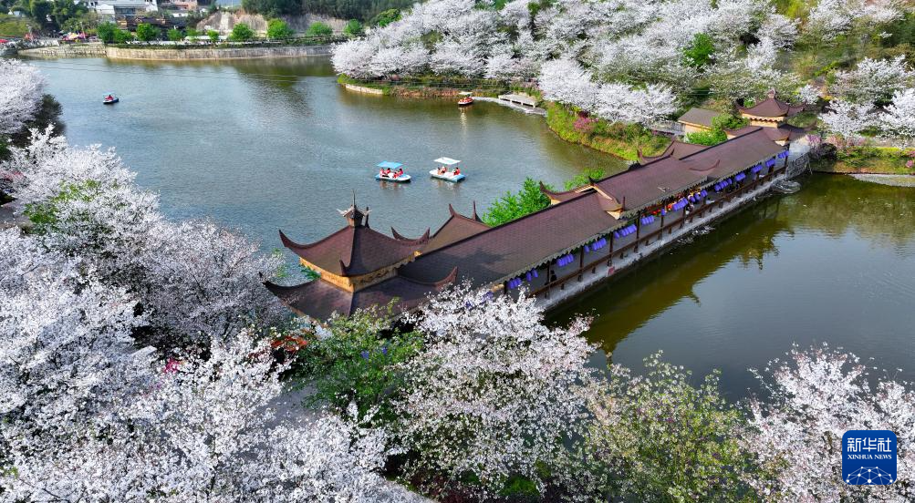四川樱花.jpg