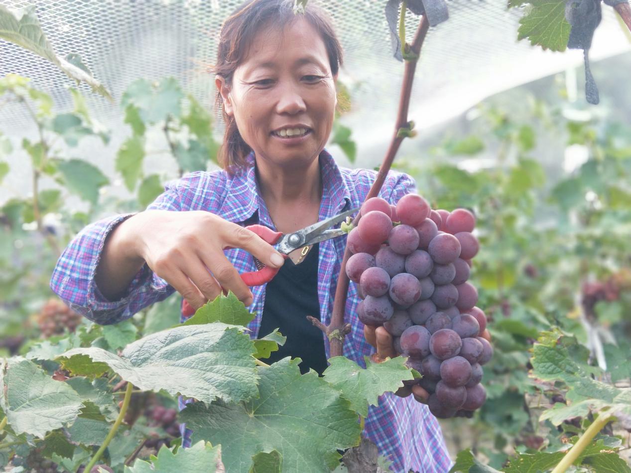 第什营镇东盖村葡萄种植基地农户张福磊采摘葡萄。赵国华摄